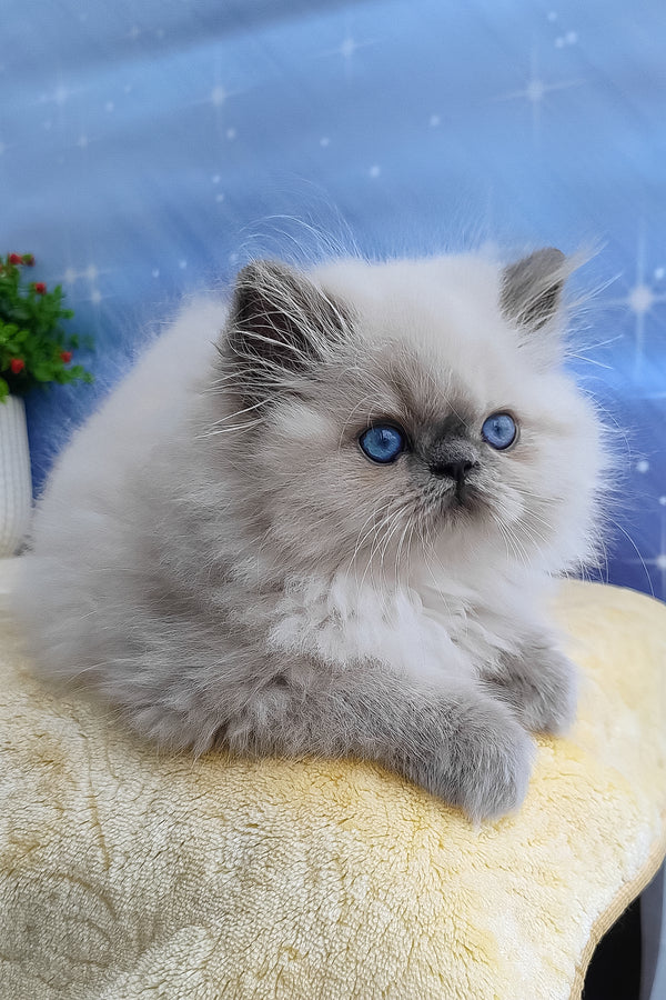 Leo | Persian Kitten
