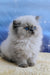 Leo | Persian Kitten