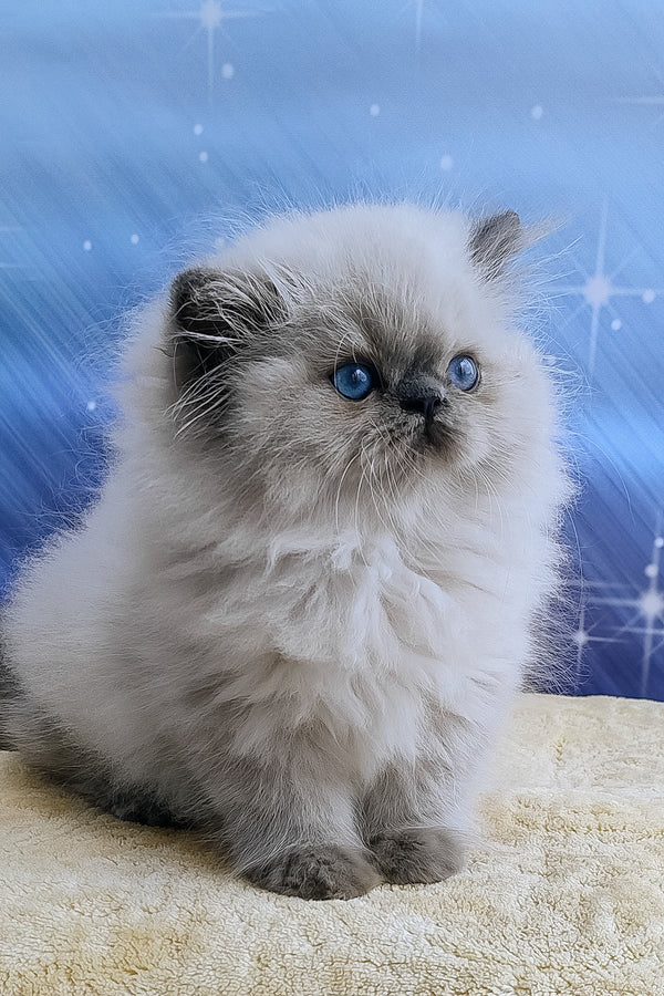 Leo | Persian Kitten
