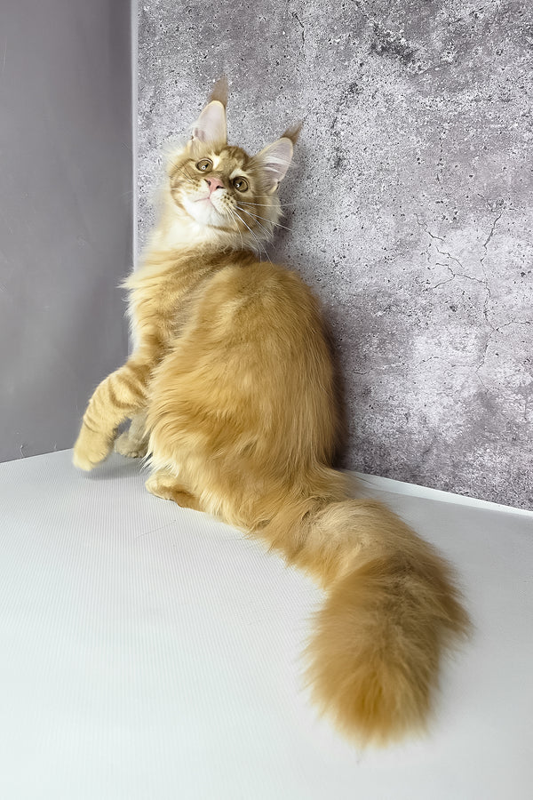 Leo maine coon kitten with fluffy orange fur and pointed ears sitting against a textured gray wall health guarantee