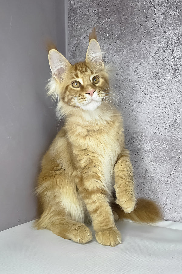 Leo maine coon kitten with fluffy orange and cream fur and striking green eyes sitting against a gray wall health guarantee