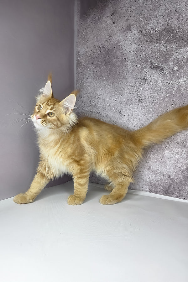 A fluffy ginger maine coon kitten with long fur and green eyes stands alert against a textured gray wall health guarantee