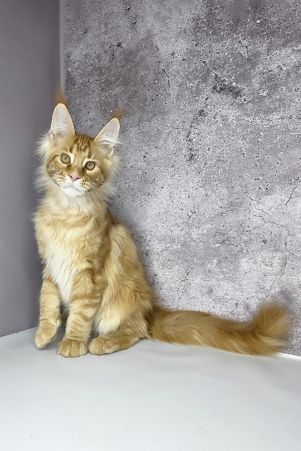 Leo maine coon kitten with fluffy orange and white fur and striking green eyes sitting by a textured gray wall with health guarantee