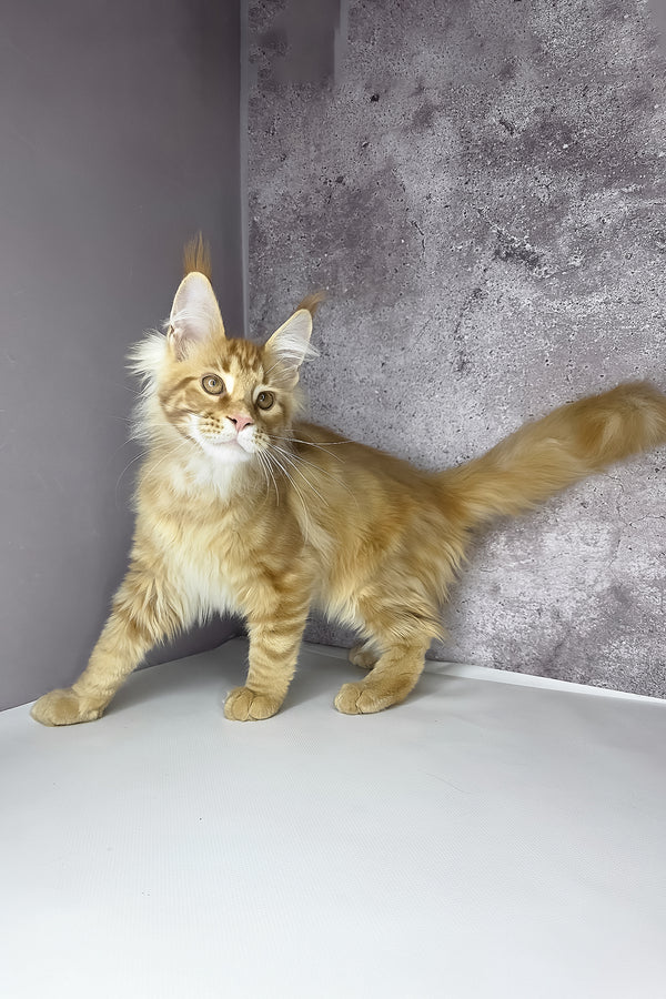 Leo maine coon kitten with fluffy orange fur green eyes and white chest standing alert by textured gray wall health guarantee