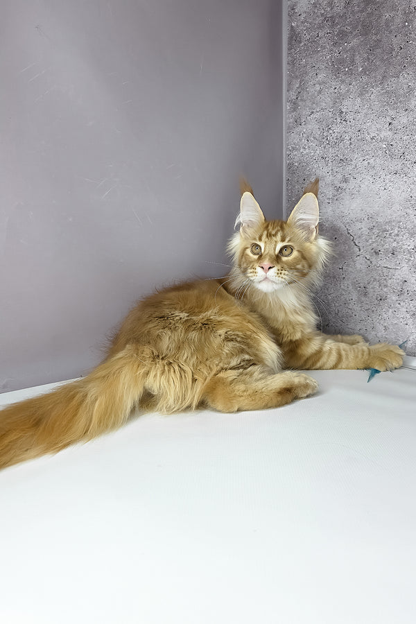 Leo maine coon kitten with fluffy ginger fur and striking green eyes lounges by a textured gray wall health guarantee