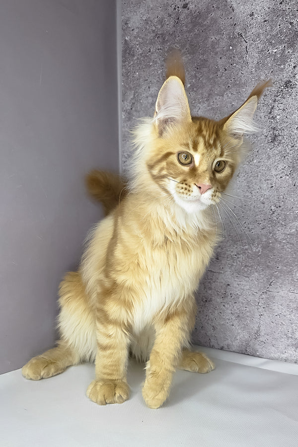 Leo maine coon kitten with fluffy orange and white fur and green eyes sits against textured gray wall health guarantee