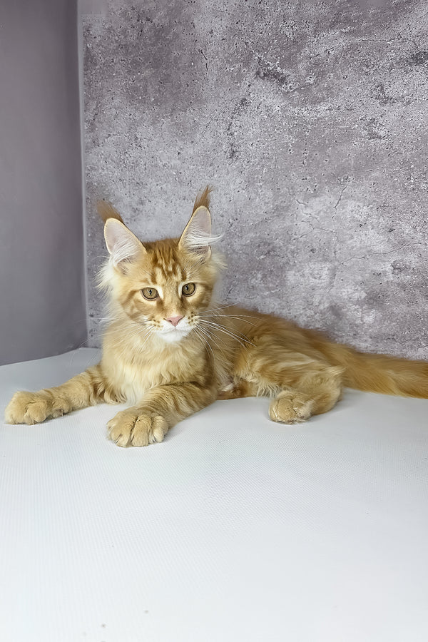 A fluffy orange maine coon kitten named leo with green eyes and tufted ears lounging on a white surface health guarantee