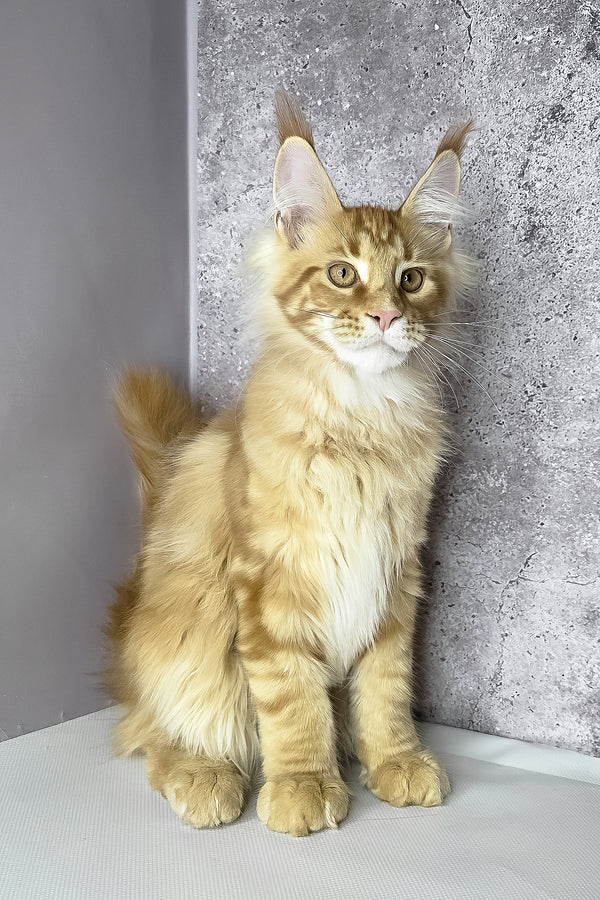 A fluffy golden-orange maine coon kitten with green eyes and white chest sitting against a gray wall health guarantee