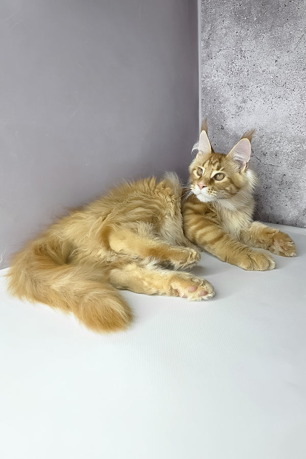 Leo maine coon kitten with fluffy orange coat and striking green eyes lounging with health guarantee included