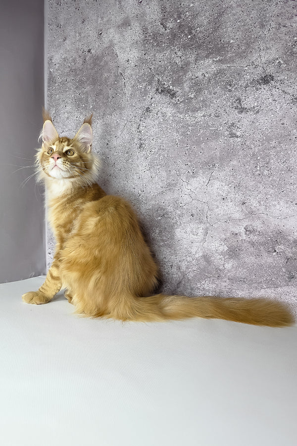 A fluffy orange maine coon kitten with long fur and pointed ears sitting against a textured gray wall health guarantee