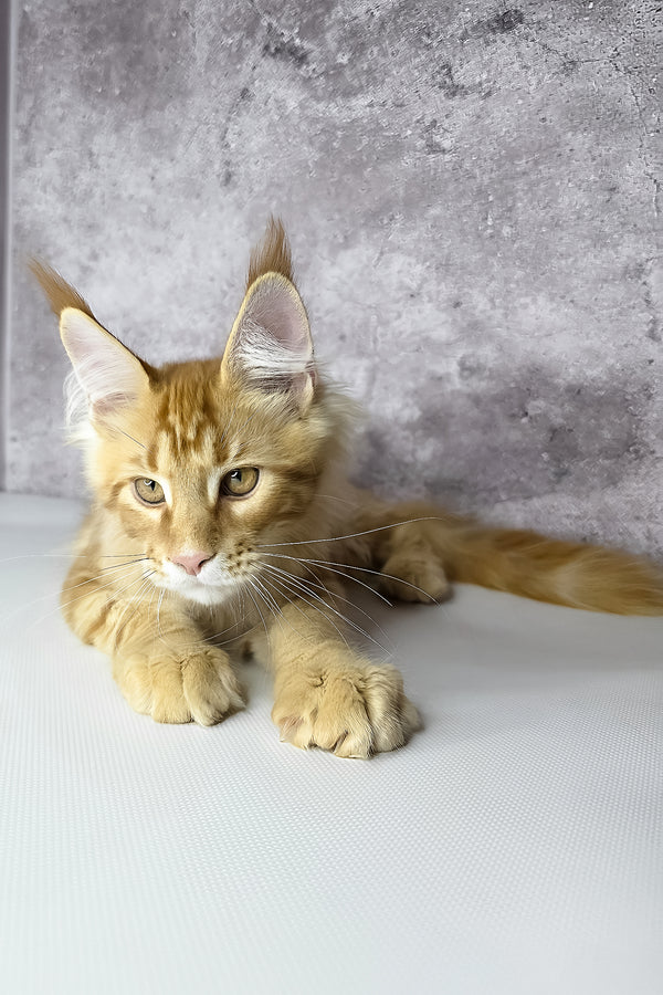 Leo maine coon kitten with fluffy orange tabby fur and green eyes lying on white surface health guarantee included