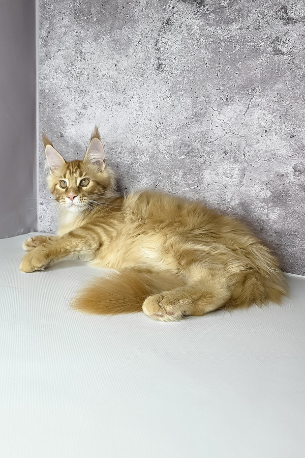Leo maine coon kitten with green eyes and fluffy ginger fur lounges by gray wall health guarantee included