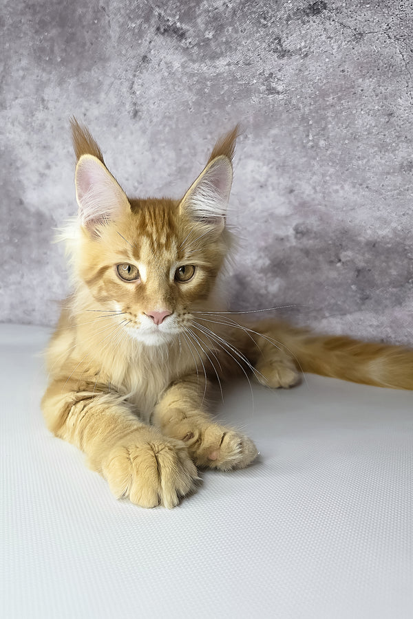 Leo maine coon kitten with fluffy orange fur, striking green eyes, and long tufted ears lounging on white surface