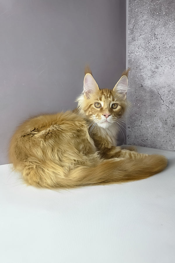 Leo maine coon kitten with fluffy orange fur green eyes and bushy tail lounging on white surface health guarantee