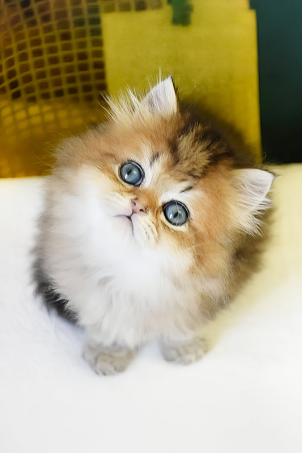 Leon | Scottish Straight Longhair Kitten