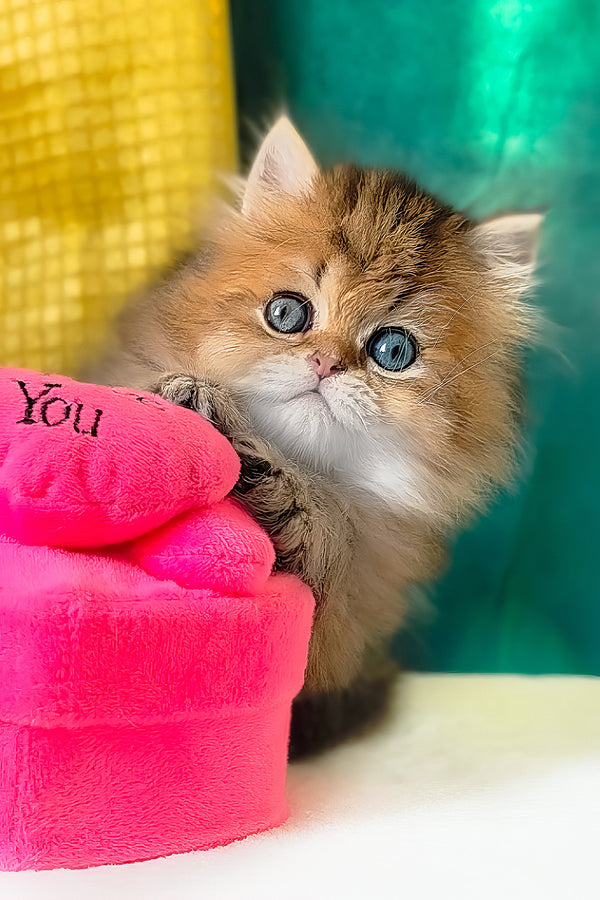 Leon | Scottish Straight Longhair Kitten