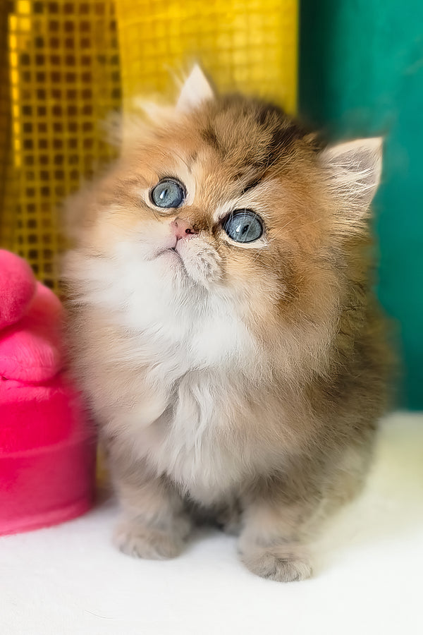 Leon | Scottish Straight Longhair Kitten