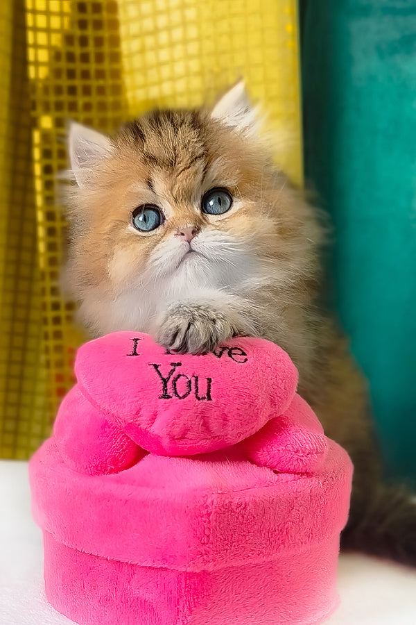 Leon | Scottish Straight Longhair Kitten