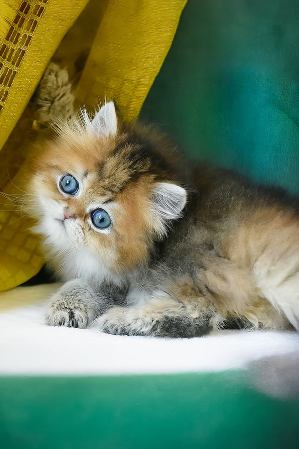 Leon | Scottish Straight Longhair Kitten