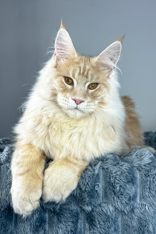 Leo | Maine Coon Kitten