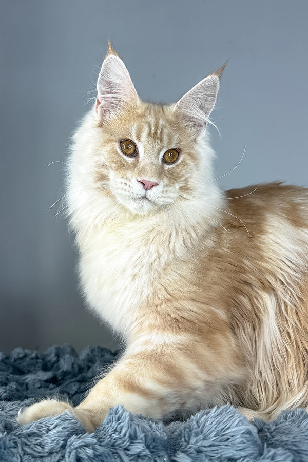 Leo | Maine Coon Kitten
