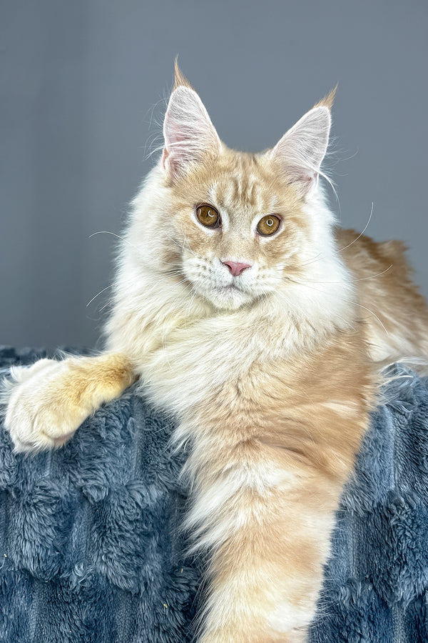 Leo | Maine Coon Kitten