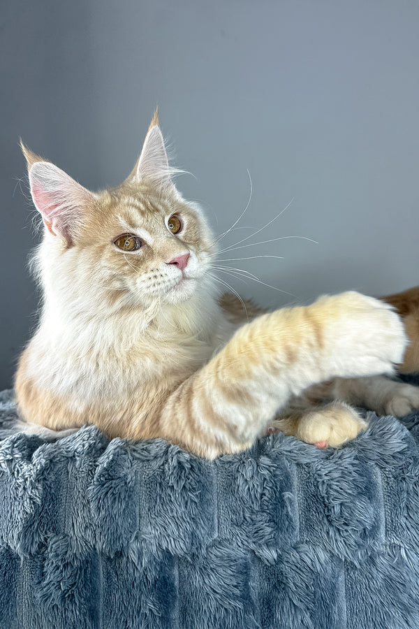Leo | Maine Coon Kitten