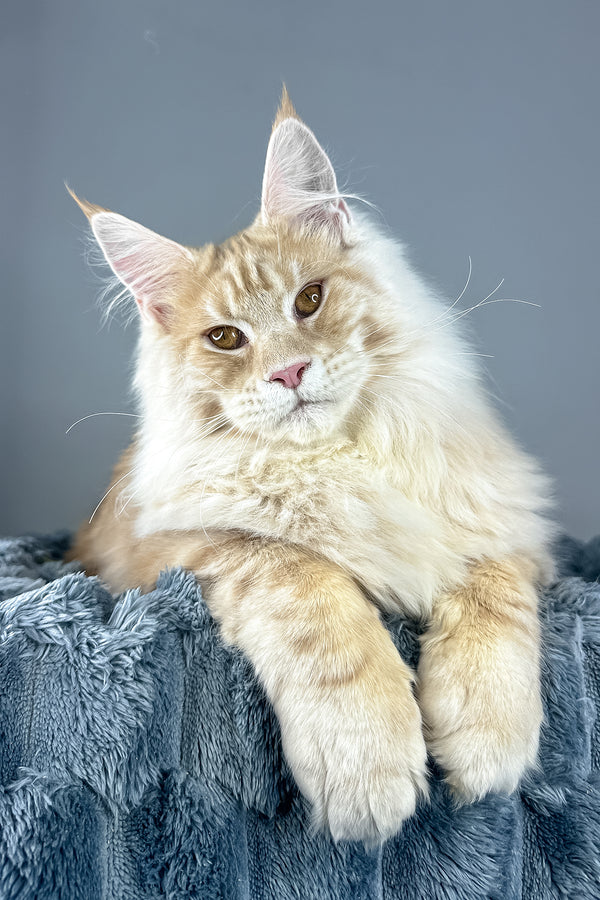 Leo | Maine Coon Kitten