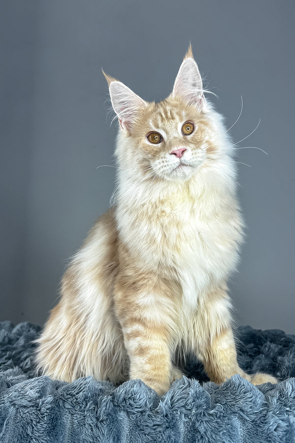 Leo | Maine Coon Kitten