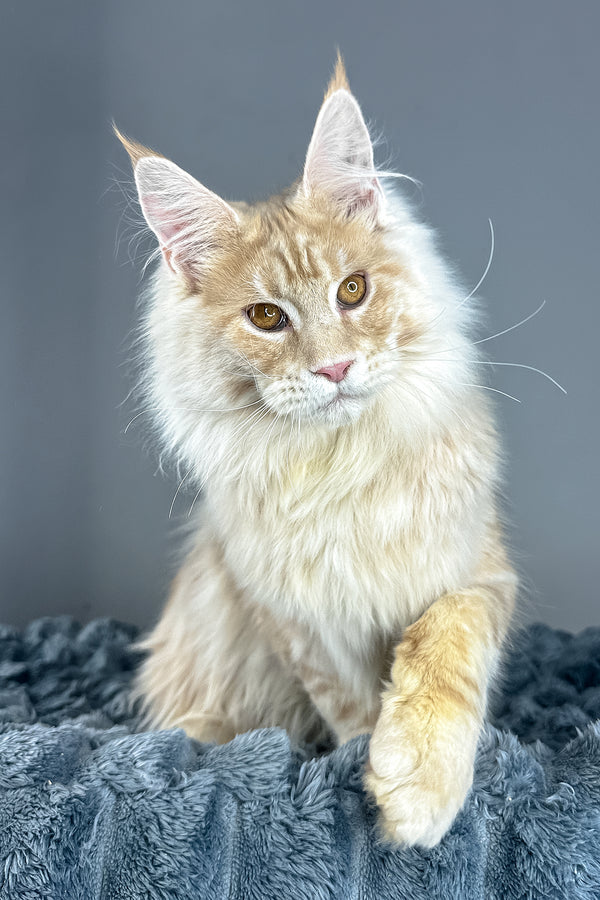 Leo | Maine Coon Kitten