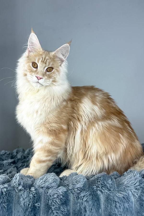 Leo | Maine Coon Kitten