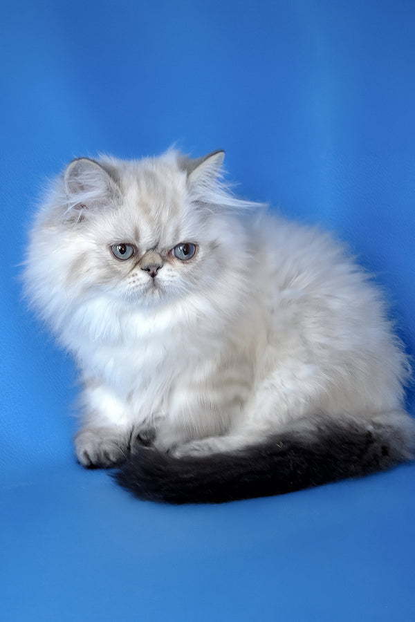 Leon | Persian Kitten