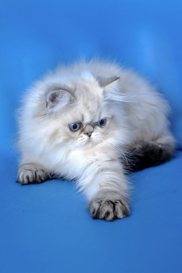 Leon | Persian Kitten