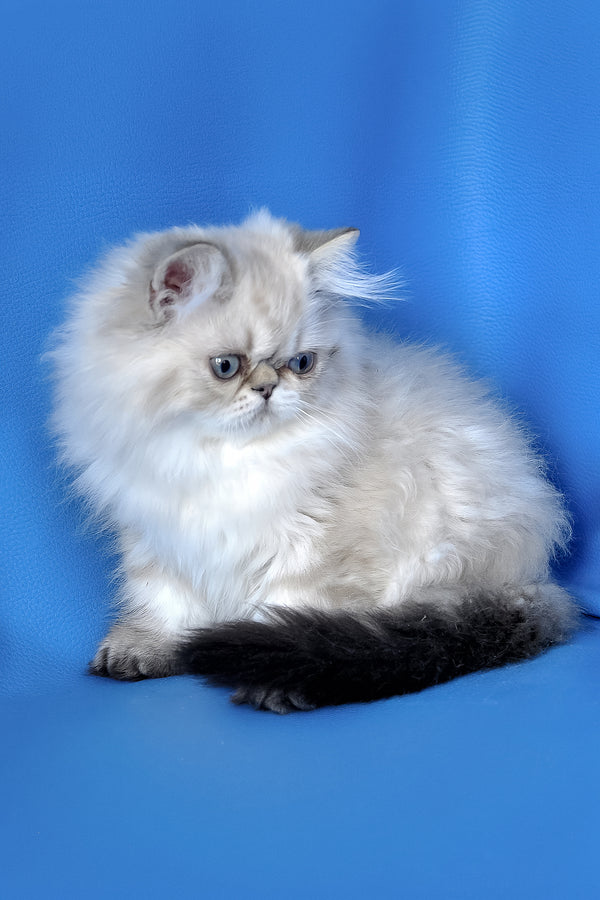 Leon | Persian Kitten