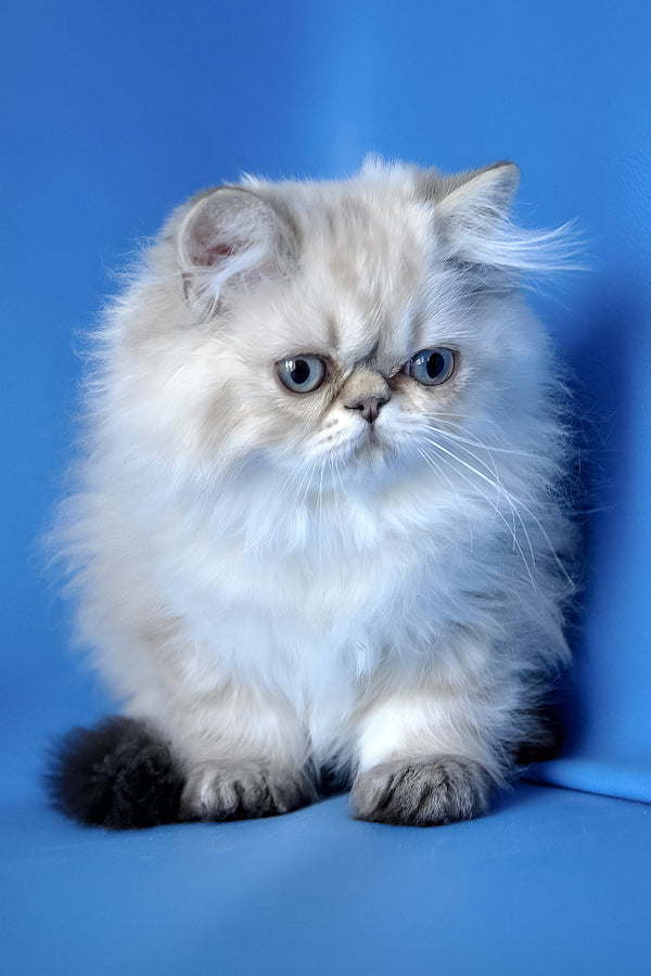 Leon | Persian Kitten