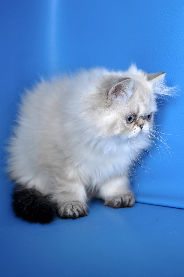Leon | Persian Kitten