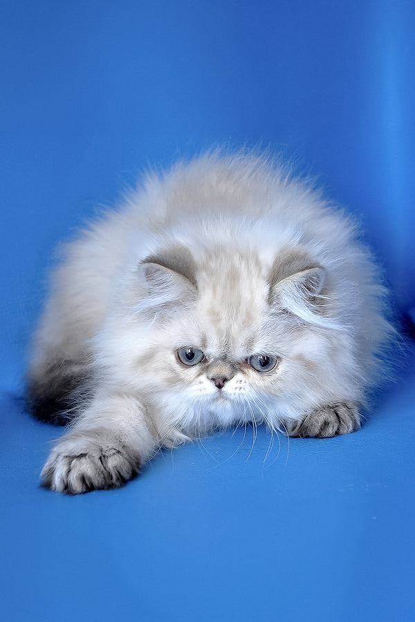 Leon | Persian Kitten