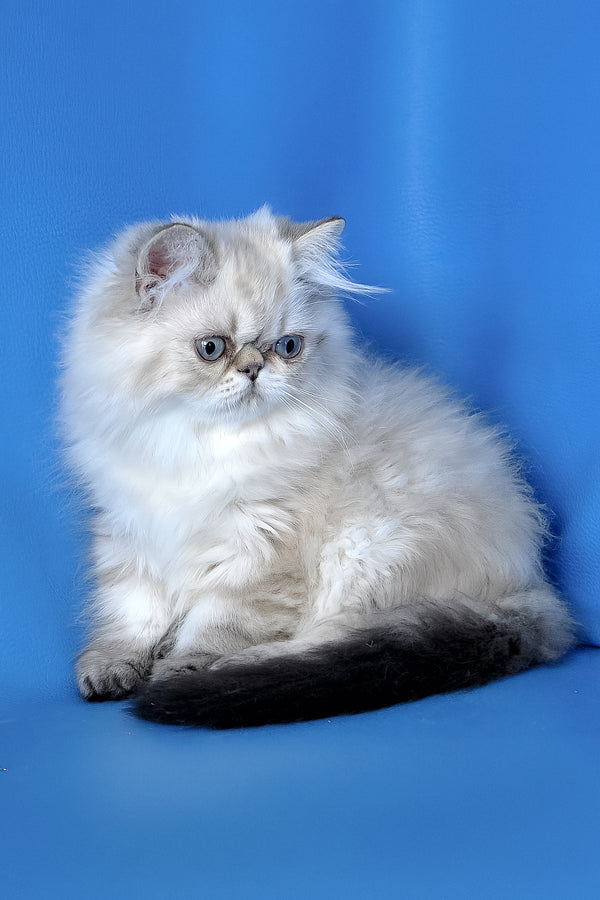 Leon | Persian Kitten