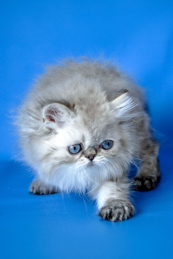 Leon | Persian Kitten