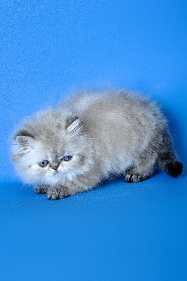 Leon | Persian Kitten