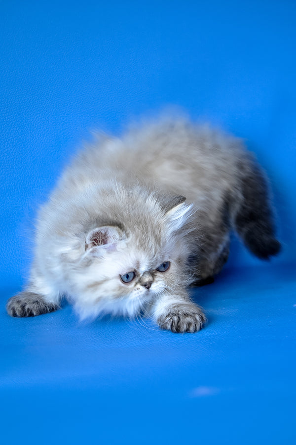 Leon | Persian Kitten