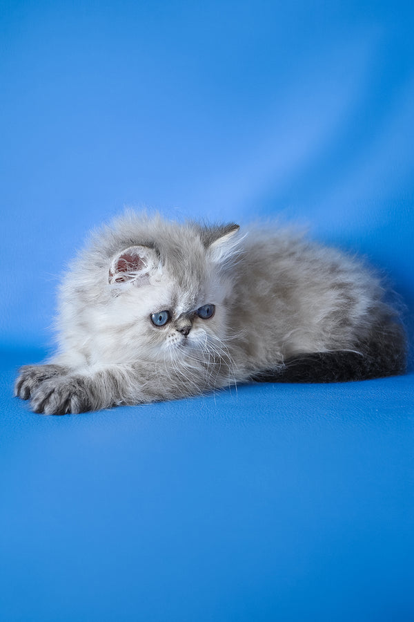 Leon | Persian Kitten
