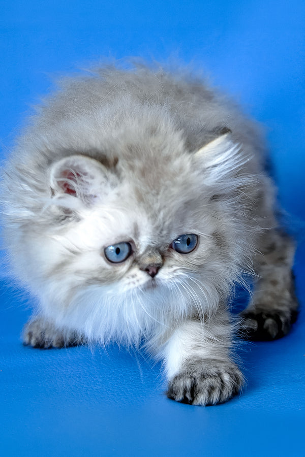 Leon | Persian Kitten