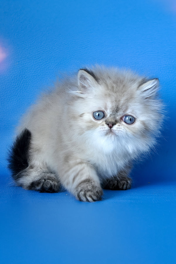 Leon | Persian Kitten