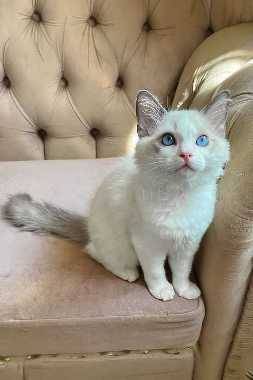Leon | Ragdoll Kitten