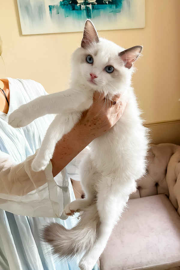 Leon | Ragdoll Kitten