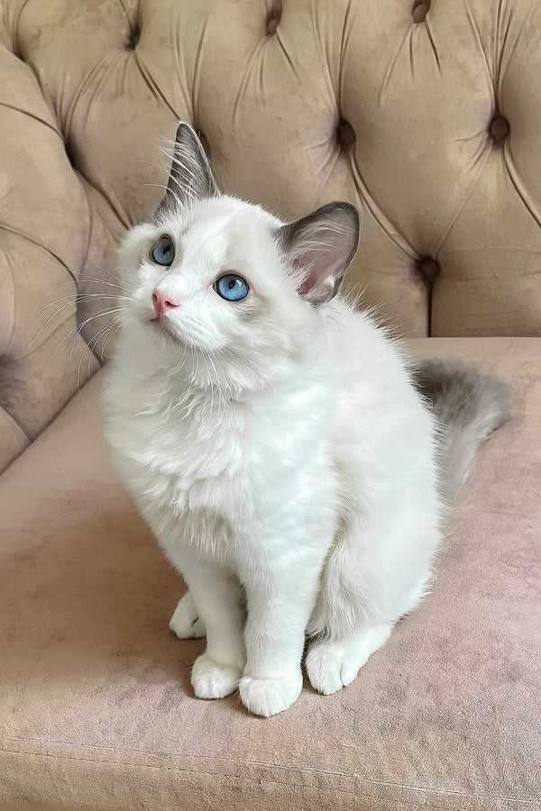 Leon | Ragdoll Kitten