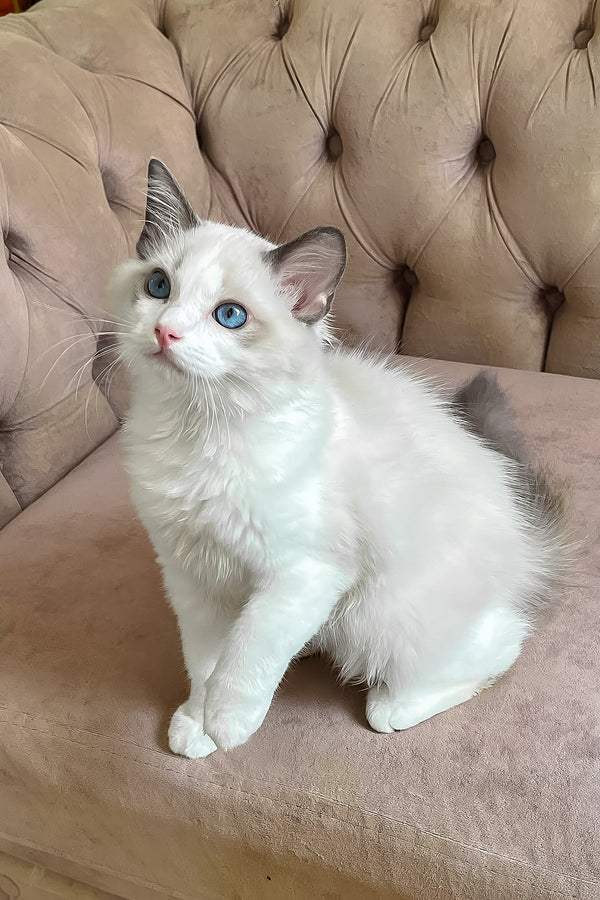 Leon | Ragdoll Kitten