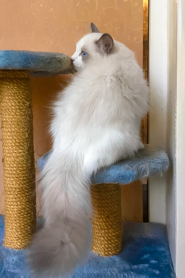 Leon | Ragdoll Kitten