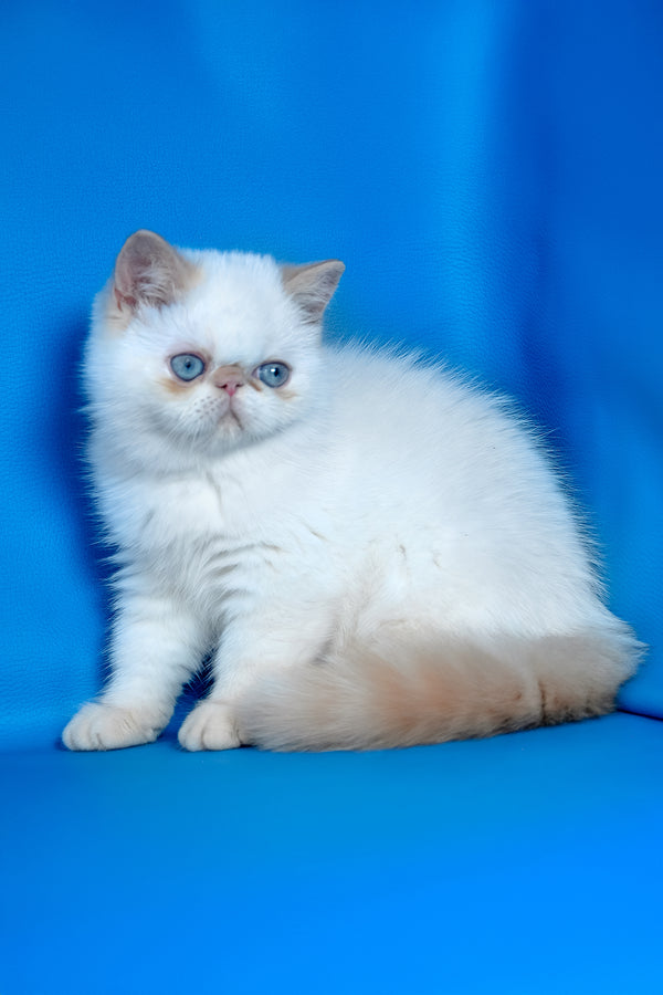 Leon | Exotic Shorthair Kitten